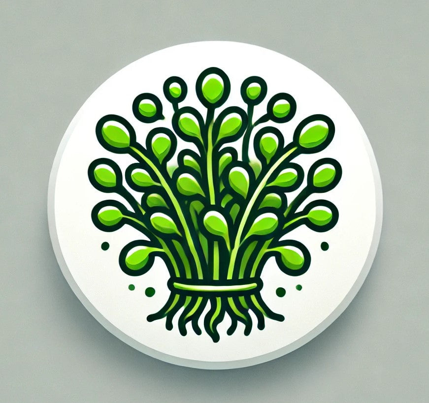 Learn More About Alfalfa Microgreens
