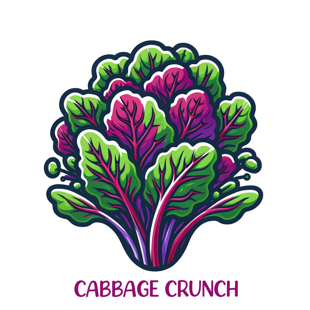 Learn More About Red Acre Cabbage Microgreens