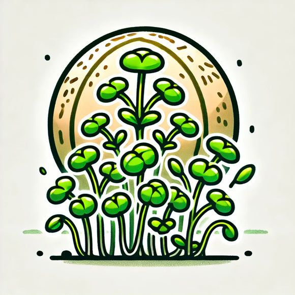 Learn More About Cantaloupe Microgreens