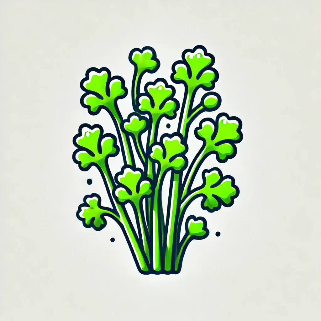 Learn More About Cilantro Microgreens
